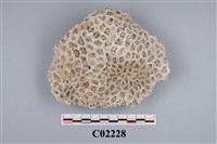 藏品(珊瑚化石)的圖片